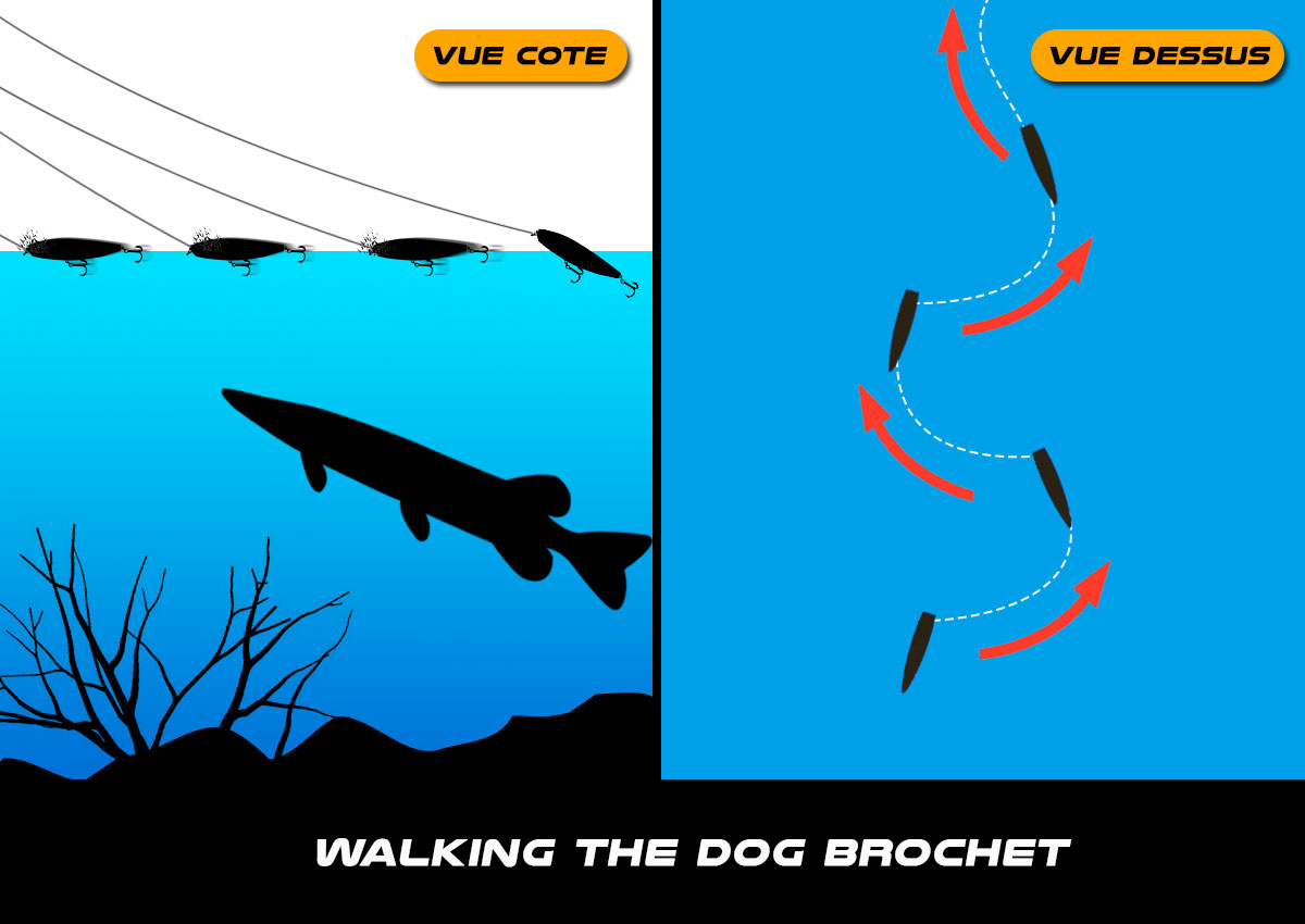 Leurre de surface pêche au leurre prop bait stickbait wtd walking the dog long slide brochet perche black bass